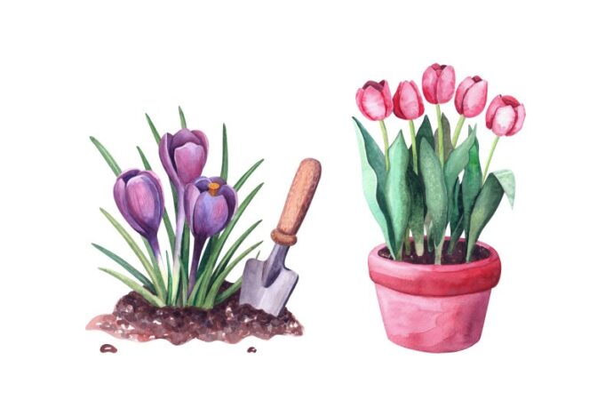 Jak pielęgnować tulipany w doniczkach i zabezpieczyć je na zimę?