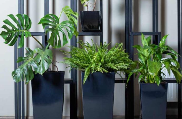 „15 roślin doniczkowych idealnych do umieszczenia na parapecie okna”