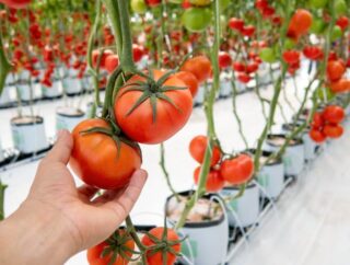 Jak osłonić uprawę pomidorów w sposób ekologiczny: szklarnia i folia – najlepsze metody