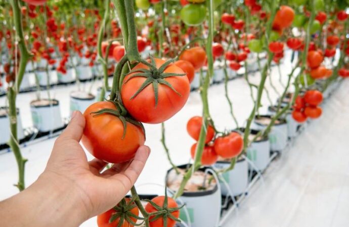 Jak osłonić uprawę pomidorów w sposób ekologiczny: szklarnia i folia – najlepsze metody