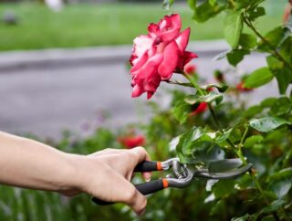 Jak i kiedy przesadzać róże w ogrodzie żeby zrobić to prawidłowo?