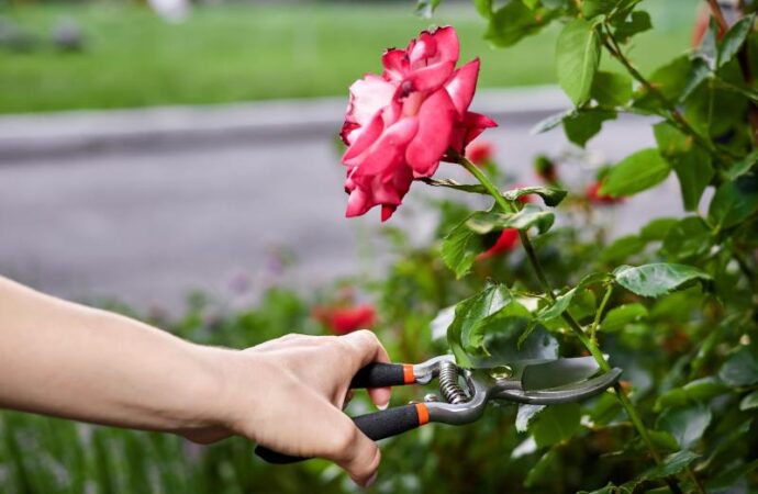 Jak i kiedy przesadzać róże w ogrodzie żeby zrobić to prawidłowo?