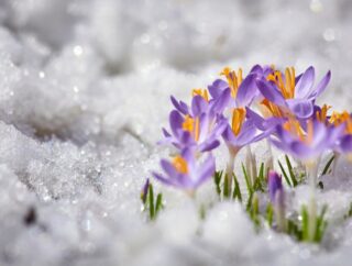 Kwiaty kwitnące w śniegu: niesamowite zdjęcia wiosennych roślin
Nieustraszone kwiaty: piękno wiosennych kwiatów nawet podczas zimy