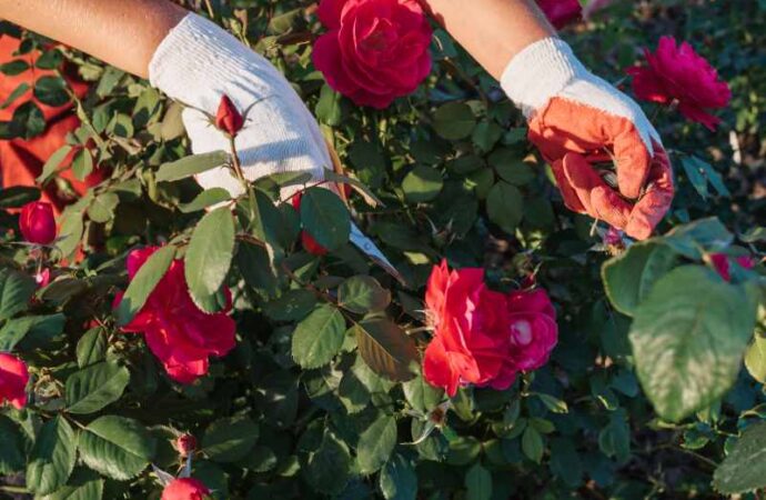 Sadzenie i pielęgnacja róż rabatowych: wskazówki dotyczące lokacji w ogrodzie i opieki nad interesującymi odmianami