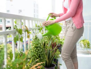 Jakie rośliny wieloletnie do donic na zewnątrz wybrać oraz jak o nie dbać?